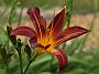 Hemerocallis Redwood_1